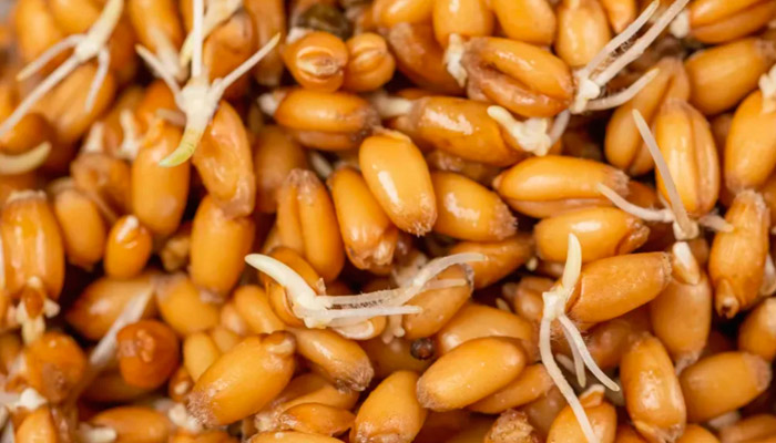 Соложение
